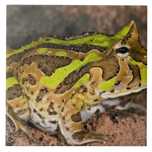 ブラジルオオツルギガエル, Ceratophrys cornuta, 自生 タイル (正面)