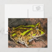 ブラジルオオツルギガエル, Ceratophrys cornuta, 自生 ポストカード (正面/裏面)