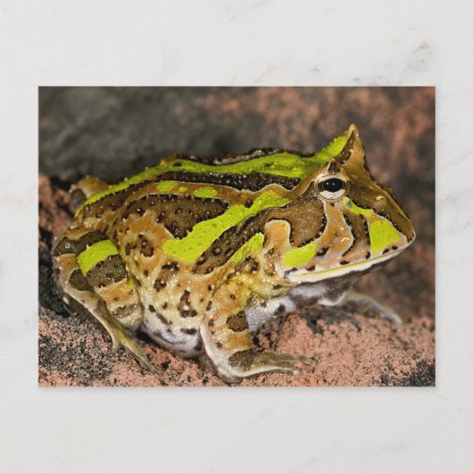 ブラジルオオツルギガエル, Ceratophrys cornuta, 自生 ポストカード (正面)