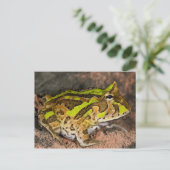 ブラジルオオツルギガエル, Ceratophrys cornuta, 自生 ポストカード (スタンド正面)