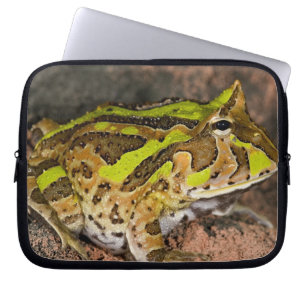 ブラジルオオツルギガエル, Ceratophrys cornuta, 自生 ラップトップスリーブ