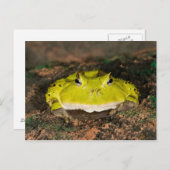ブラジルホーンカエル， Ceratophrys cornuta, 2 ポストカード (正面/裏面)