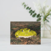 ブラジルホーンカエル， Ceratophrys cornuta, 2 ポストカード (スタンド正面)