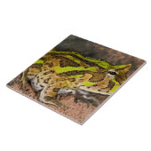 ブラジルホーンフロッグ,セラトフォリスコルヌタ,先住民 タイル (側面)