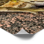 ブラジルホーンフロッグ,セラトフォリスコルヌタ,先住民 ポスター (角)