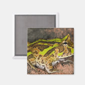 ブラジルホーンフロッグ，セラトフォリスコルヌタ，先住民 マグネット (正面/裏面)