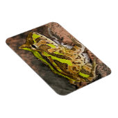 ブラジルホーンフロッグ,セラトフォリスコルヌタ,先住民 マグネット (右側)