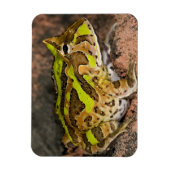 ブラジルホーンフロッグ,セラトフォリスコルヌタ,先住民 マグネット (縦)