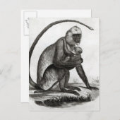 ブラジルモンキー ポストカード (正面/裏面)