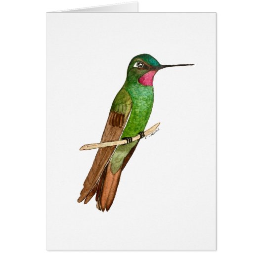 ブラジルルビーハミングバード (正面)