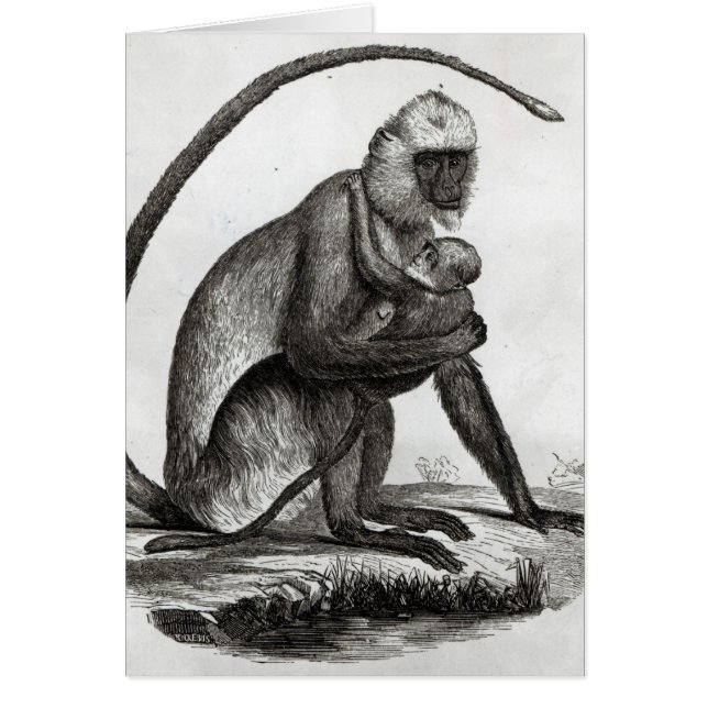 ブラジル猿 (正面)