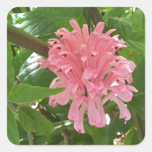 ブラジル産の梅の花 スクエアシール (正面)