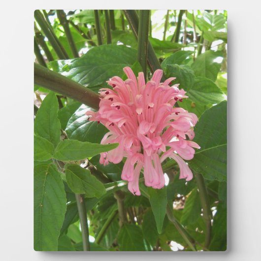 ブラジル産の梅の花 フォトプラーク (正面)