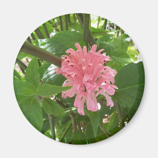 ブラジル産の梅の花 マグネット (正面)