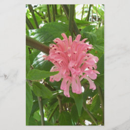 ブラジル産の梅の花 便箋