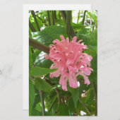 ブラジル産の梅の花 便箋 (正面/裏面)