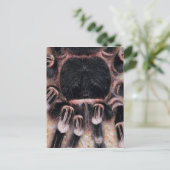 ブラジル白膝タランチュラ ポストカード (スタンド正面)