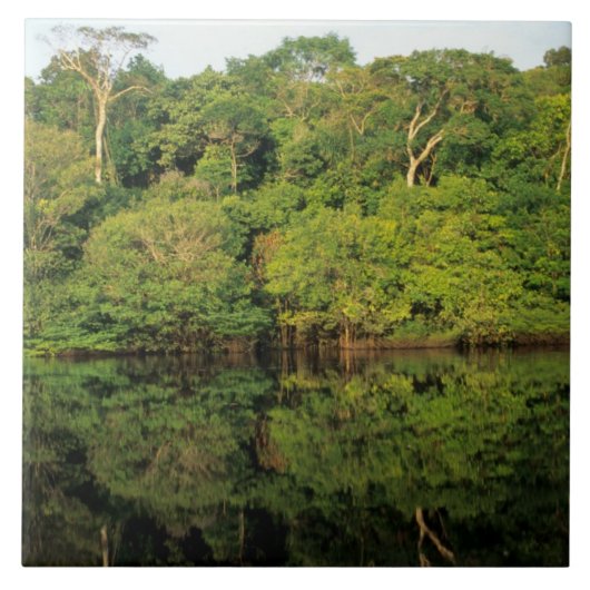 ブラジル、アマゾナス、アナビラナス。熱帯雨林の川 タイル (正面)