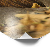 ブラジル、パンタナル、マットグロッソ。カピバラ フォトプリント            (角)