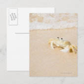 ブラジル、リオデジャネイロ、ブジオス、カニ ポストカード (正面/裏面)