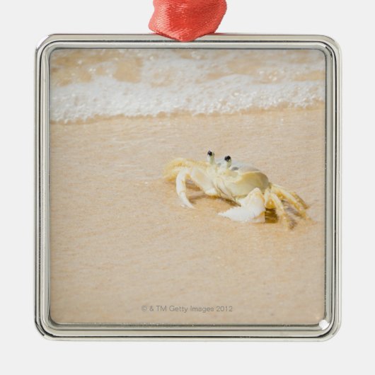 ブラジル、リオデジャネイロ、Buziosのカニ メタルオーナメント (正面)