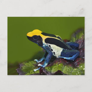 ブラジルCobalt Dart Frog（デンドロベート） ポストカード