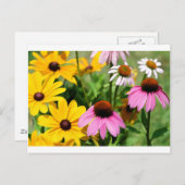 ブラックアイズサンズアンドピンクコーンフラワーデイジーガーデン ポストカード (正面/裏面)