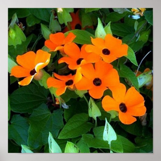 ブラックアイズスーザン ポスター (正面)