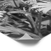 ブラックアイドスーザンガーデン白黒プリント ポスター (角)