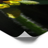 ブラックアイドスーザンデイジー ポスター (角)