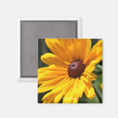 ブラックアイドスーザンフラワー写真磁石 マグネット (正面/裏面)