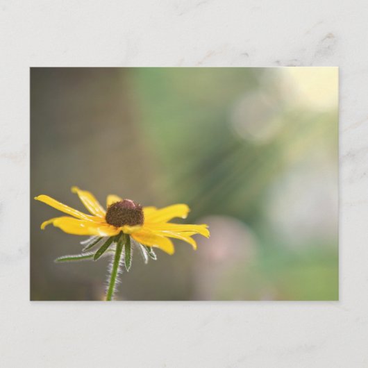 ブラックアイドスーザン ポストカード (正面)