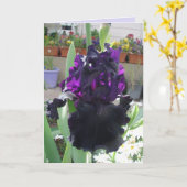 ブラックアイリスフラワーフローラフォトラブ誕生日カード カード (黄色い花)