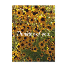 ブラックアイードスーザンの花と思いやり ポストカード