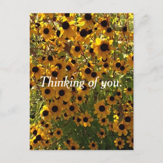 ブラックアイードスーザンの花と思いやり ポストカード (正面)