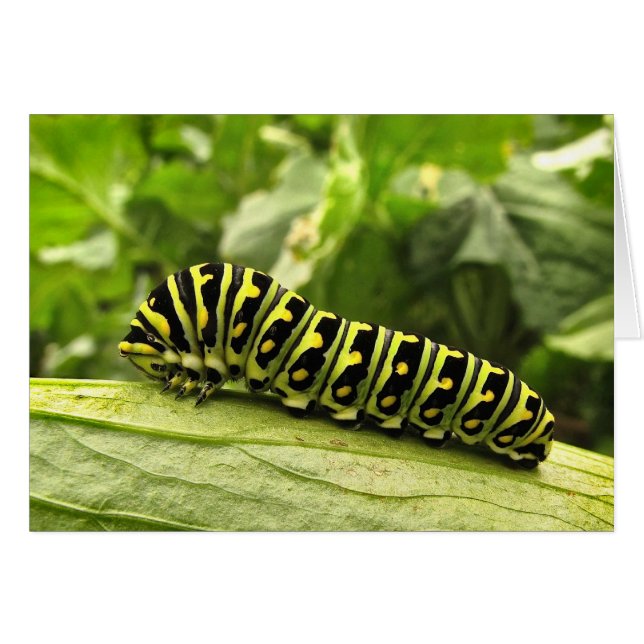 ブラックアゲハチョウキャタピラー (正面横)