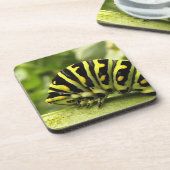 ブラックアゲハチョウキャタピラー コースター (左側)