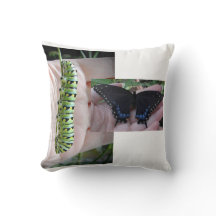 ブラックアゲハチョウキャタピラー/バタフライ