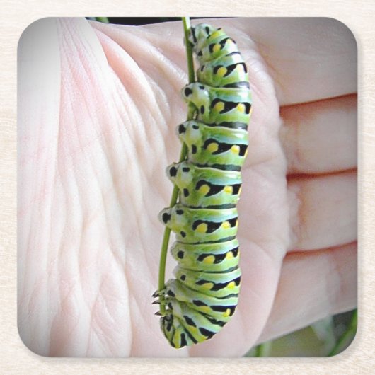 ブラックアゲハチョウキャタピラー/バタフライ スクエアペーパーコースター (正面)