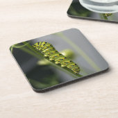 ブラックアゲハチョウキャタピラー（パルスリーワーム）オンDil コースター (左側)