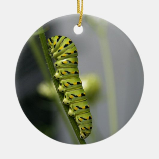 ブラックアゲハチョウキャタピラー(パルスリーワーム)オンDil セラミックオーナメント (正面)