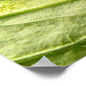 ブラックアゲハチョウキャタピラー ポスター (角)