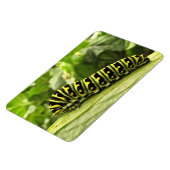 ブラックアゲハチョウキャタピラー マグネット (左側)