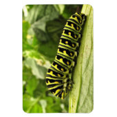 ブラックアゲハチョウキャタピラー マグネット (縦)