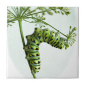 ブラックアゲハチョウキャタピラ食べーズパセリ タイル (正面)