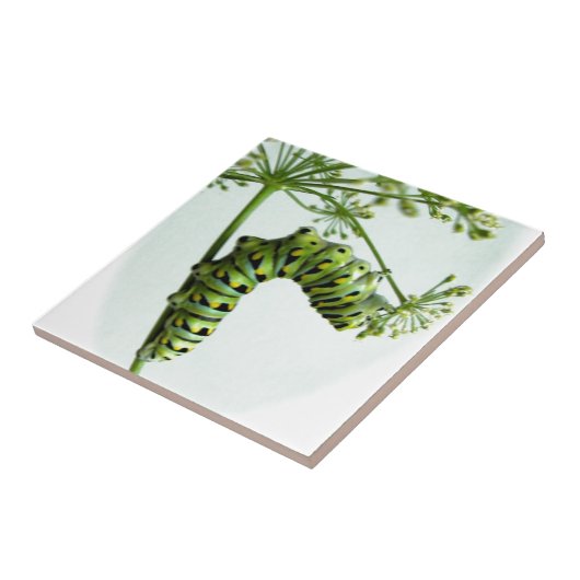 ブラックアゲハチョウキャタピラ食べーズパセリ タイル (側面)