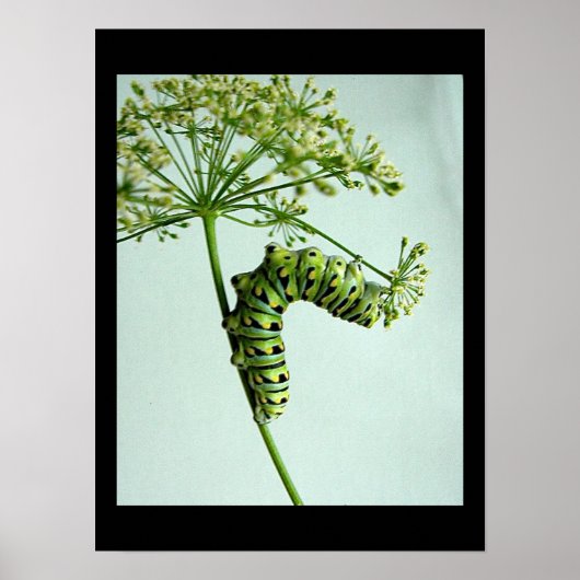 ブラックアゲハチョウキャタピラ食べーズパセリ ポスター (正面)