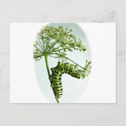 ブラックアゲハチョウキャタピラ食べーズパセリ ポストカード (正面)