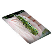 ブラックアゲハチョウキャタピラ食べ物ーズパセリ マグネット (右側)