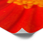 ブラックアゲハチョウバタフライオンゲルベリアデイジー ポスター (角)